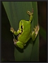 Boomkikker, European Tree Frog, Hyla arborea Location: Tiszagyenda, Hungary boomkikker MG 8727 kopie